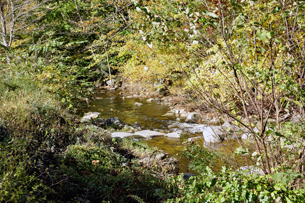 fall colors by the stream